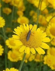 Agapanthia suturalis