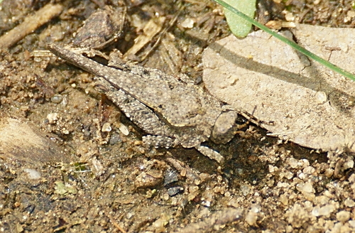 Obscure Grouse Locust photo 4