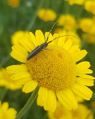 Agapanthia suturalis