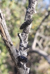 Acmaeodera tenebricosa