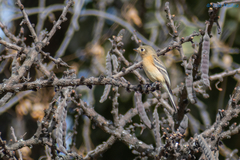Empidonax fulvifrons