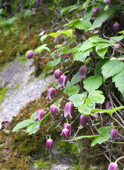 Clematis japonica
