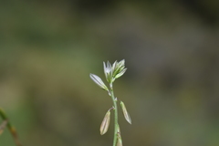 Polygala monspeliaca