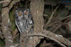 Megascops kennicottii