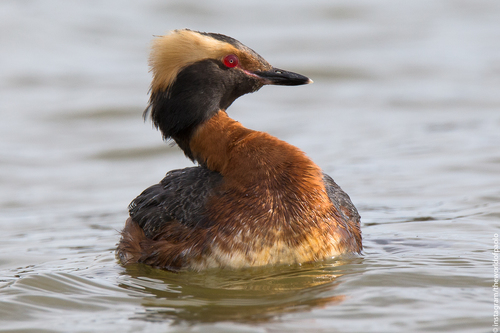 Zampullín cuellirrojo (Podiceps auritus)