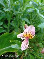 Alstroemeria aurea