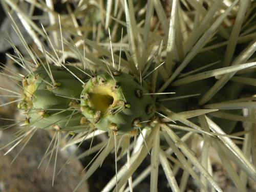 iNaturalist | (c) María Eugenia Mendiola González, some rights reserved (CC BY-SA), uploaded by María Eugenia Mendiola González Representative image of Cylindropuntia tunicata