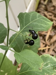 Solanum nigrum