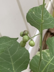 Solanum nigrum