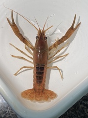Procambarus lophotus