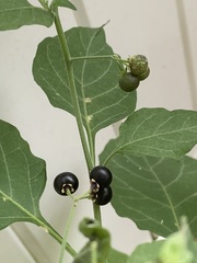 Solanum nigrum