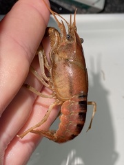 Procambarus lophotus