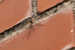 Tanyptera nigricornis