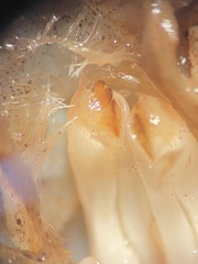 Procambarus lophotus