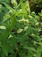Euphorbia purpurea