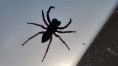 Menemerus semilimbatus
