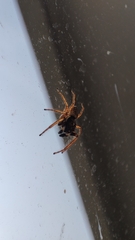 Menemerus semilimbatus