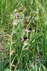 Ophrys fuciflora
