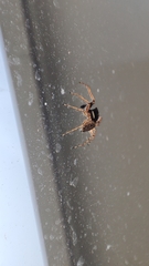 Menemerus semilimbatus