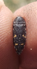 Acmaeodera tenebricosa