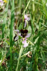Ophrys fuciflora