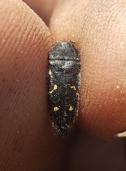 Acmaeodera tenebricosa