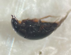 Crenitulus suturalis