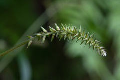 Achyranthes longifolia