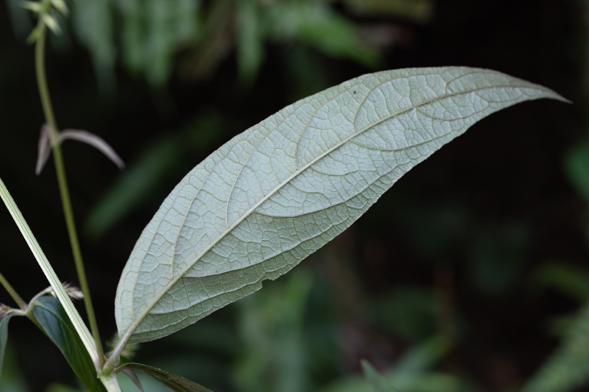Image of Achyranthes longifolia by (c) 國立臺灣博物館, some rights reserved (CC BY)