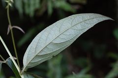 Achyranthes longifolia