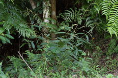 Achyranthes longifolia