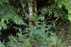 Achyranthes longifolia