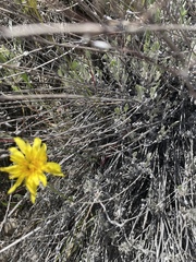 Nothocalais troximoides