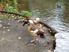 Alopochen aegyptiaca