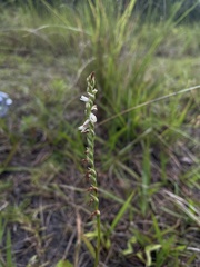 Spiranthes torta
