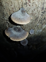 Lentinellus castoreus