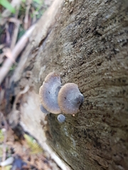 Lentinellus castoreus