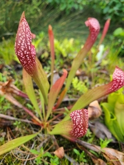 Sarraceniaceae