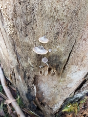 Lentinellus castoreus