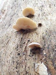 Lentinellus castoreus