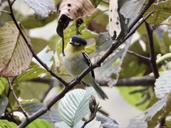 Pachyramphus versicolor