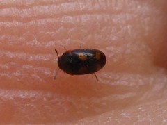 Litargus tetraspilotus