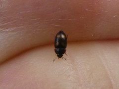 Litargus tetraspilotus