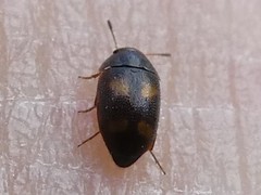 Litargus tetraspilotus