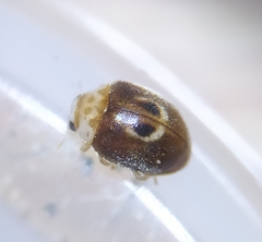 Clitostethus arcuatus