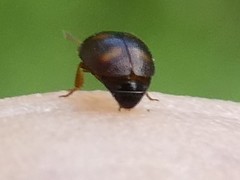 Litargus tetraspilotus
