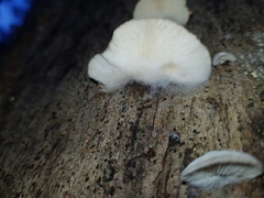 Lentinellus castoreus