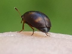 Litargus tetraspilotus