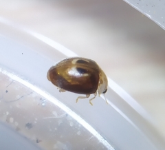 Clitostethus arcuatus