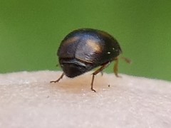 Litargus tetraspilotus